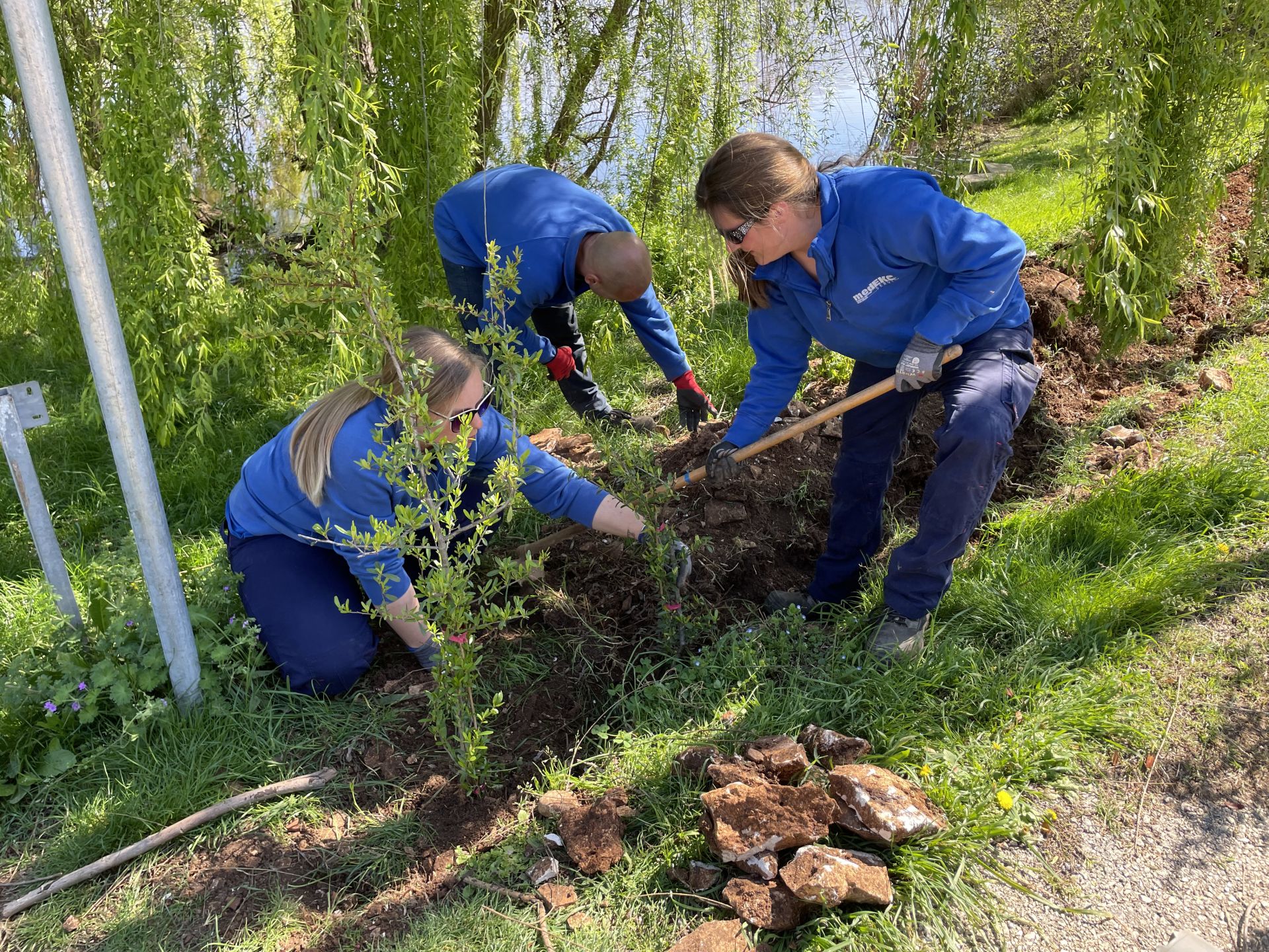 Nova sadnja uz Medulinsku lokvu
