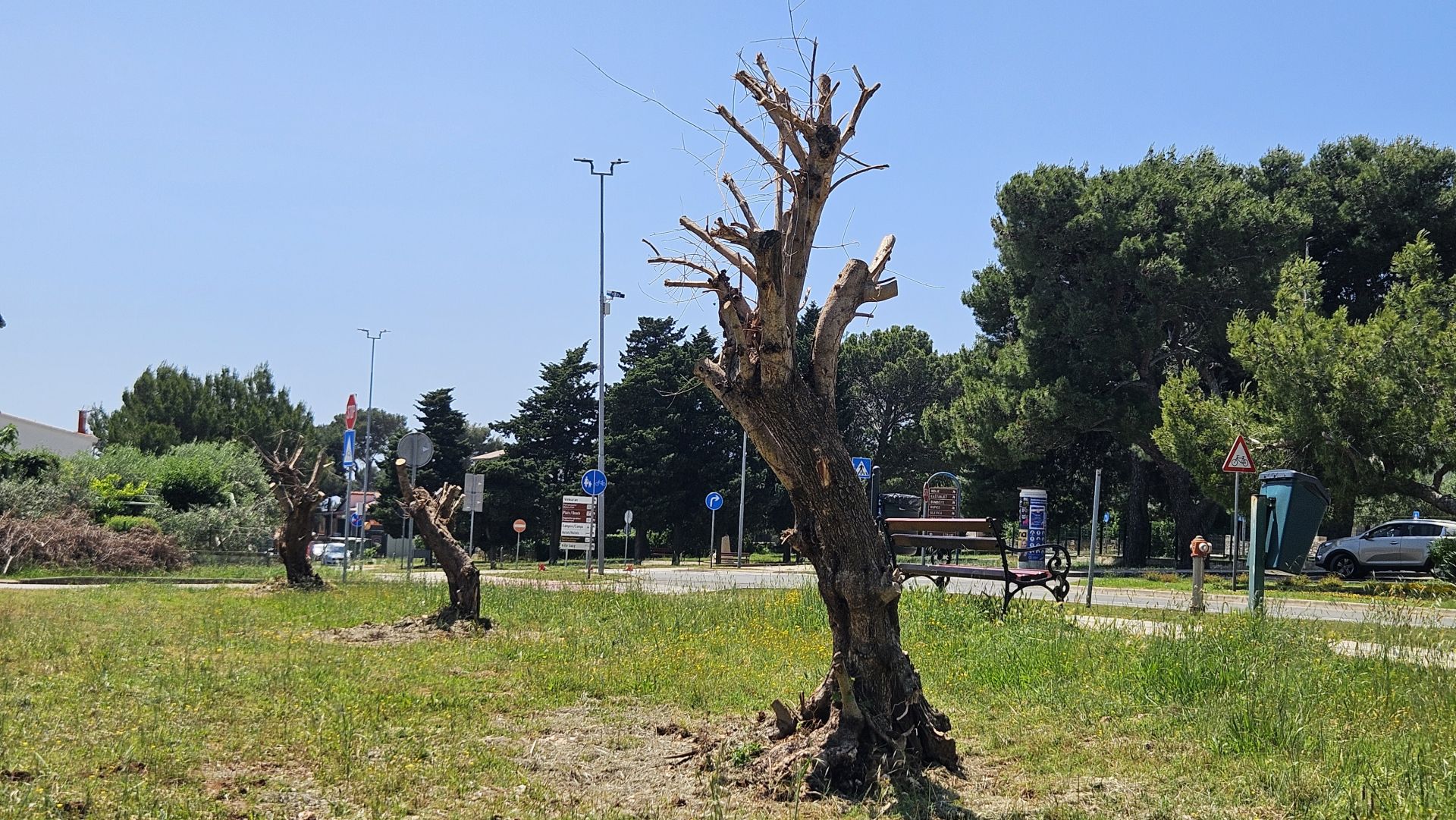 Stoljetne masline na ulazu u Banjole: Spoj tradicije i brige za okoliš