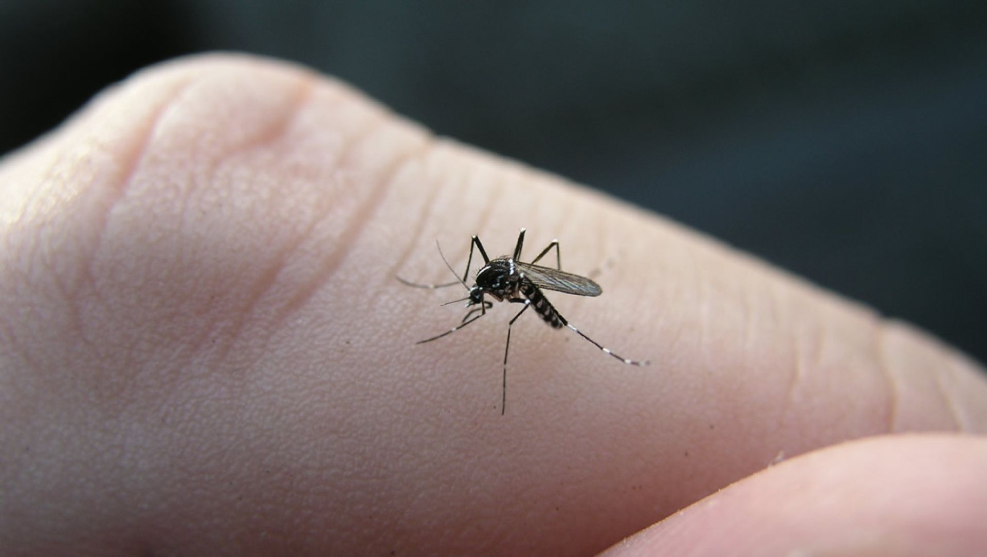 Obavijest o provođenju postupka hladnog zamagljivanja protiv komaraca na području općine Medulin 