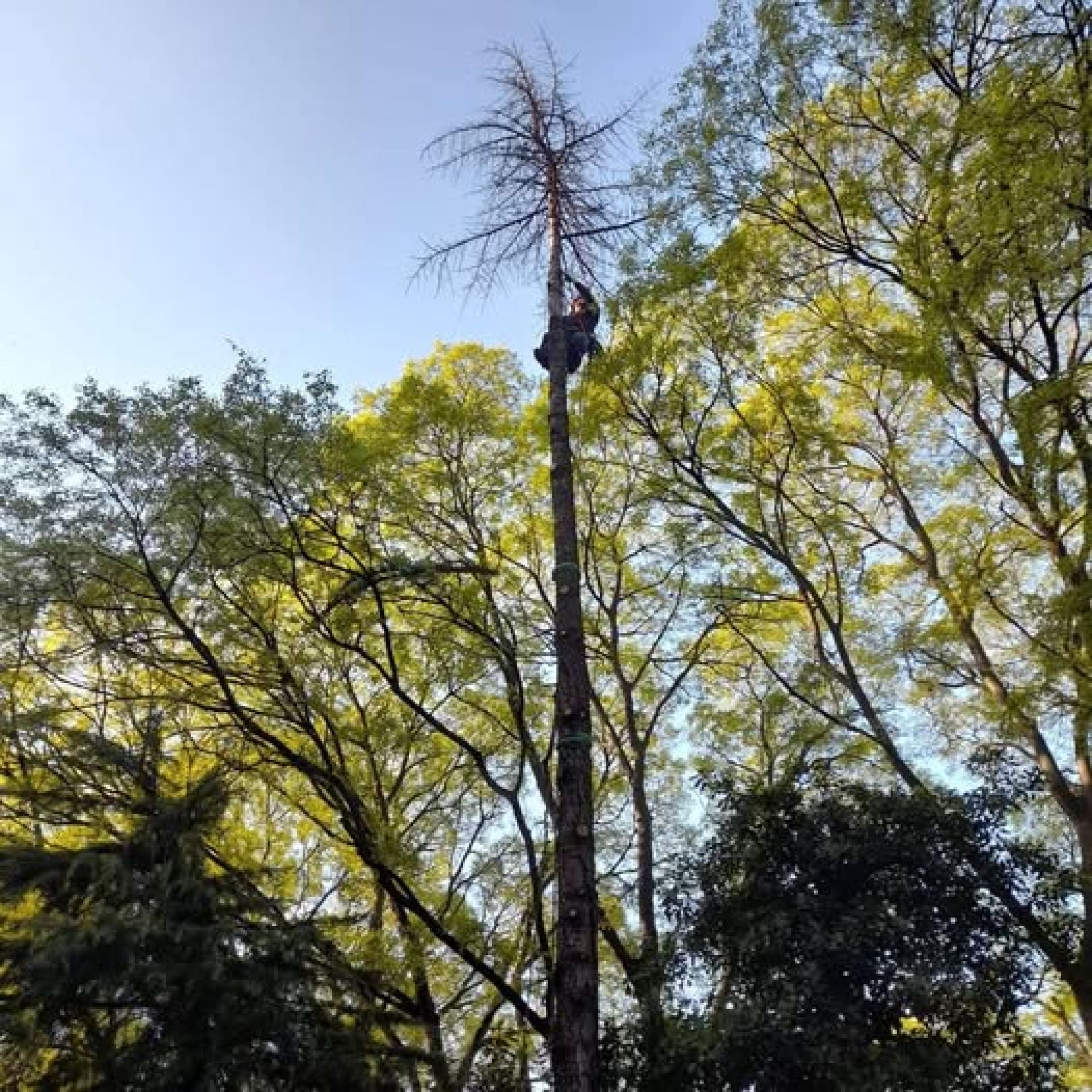 OPREZ - Radovi arborista oko škole i vrtića u Medulinu - 20.09.