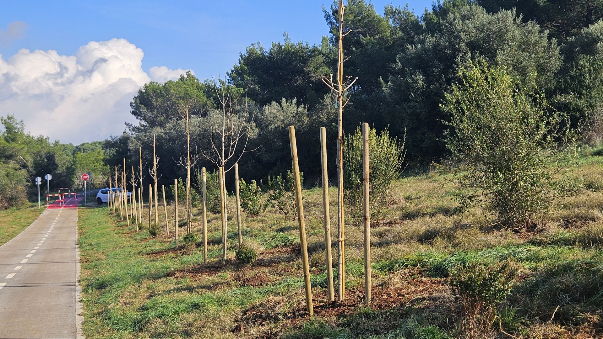 Pošumljena biciklistička staza Volme – Šćuza 2.dio
