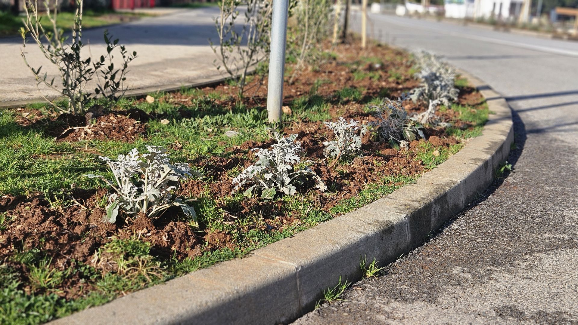 Završena je druga faza ozelenjavanje ulice Osipovica u Medulinu